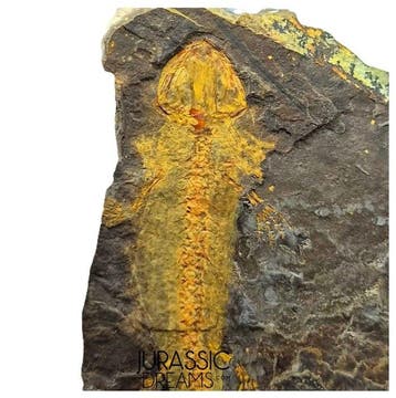 Museumwaardige zeldzame Jeholotriton paradoxus - primitieve