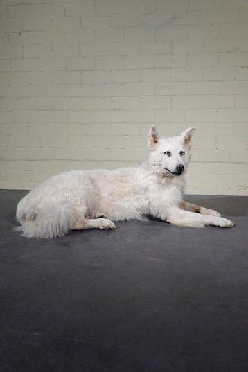 Domestic Dog fullmount Schedel - Canis l. familiaris - 54 cm, Nieuw