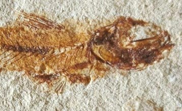 Vis - Gefossiliseerd dier - Hemisaurida Hakelensis di ottima