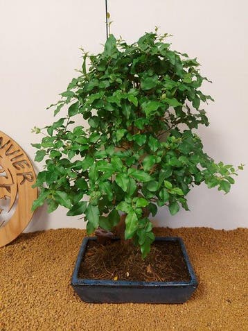 Liguster bonsai (Ligustrum) - Hoogte (boom): 53 cm - Diepte, Antiek en Kunst