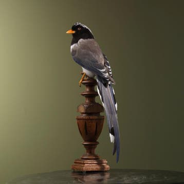 Roodsnavelkitta Taxidermie Opgezette Dieren By Max, Ophalen of Verzenden, Opgezet dier