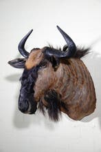 Gnou bleu Support mural pour taxidermie - Connochaetes, Collections