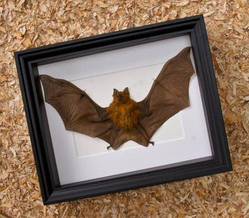 Vesper Bat peint - encadré Support de corps entier pour, Nieuw