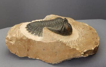 Trilobite - Squelette fossile - Hollardops mesocristata -, Collections
