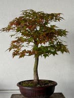 Japanese maple bonsai (Acer palmatum) - Hauteur (arbre) : 50