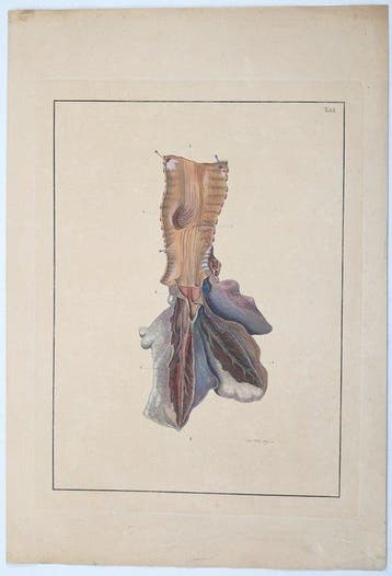 F. D. Reisseisen - [Elephant folio] Über den Bau der Lungen.