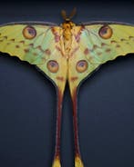 Mot Taxidermie volledige montage - Argema mittrei - 25 cm -, Verzamelen, Nieuw