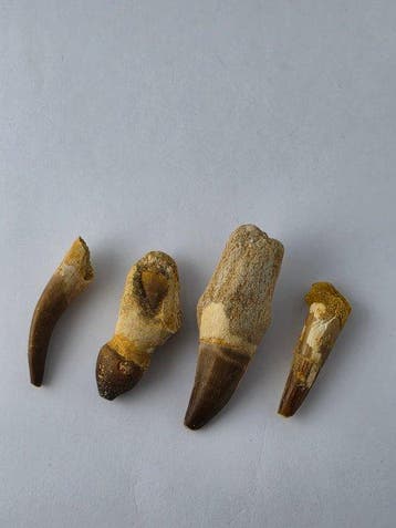 Fossiele tand - Authentic Fossil Teeth Collection –, Collections