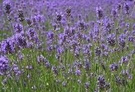 Geurolie Lavendel voor melts kaarsen en zeep 20 ml, Nieuw