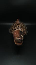 Prachtige Kongo-hond. - Bakongo - Democratische Republiek