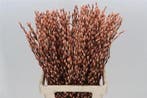 Katjeswilg Gekleurde Wilgenkatjes Salix Zalm bundel 10 stuks
