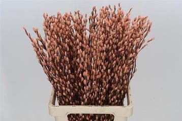 Katjeswilg Gekleurde Wilgenkatjes Salix Zalm bundel 10 stuks