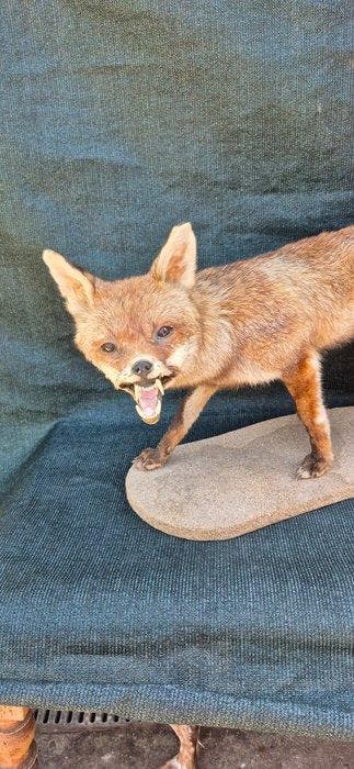 Rode vos Taxidermie wandmontage - Vulpes vulpes - très, Nieuw