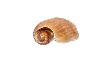 Grote balenpers of romp van een boot Skelet - Melo, Verzamelen, Nieuw