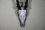 African Antelope Schedel - Common Eland - Taurotragus oryx -, Collections, Collections Animaux