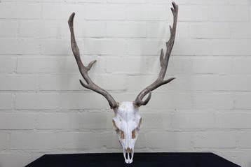 Fallow Buck Trophy Schedel - Dama dama - 26 cm - 70 cm - 53, Nieuw