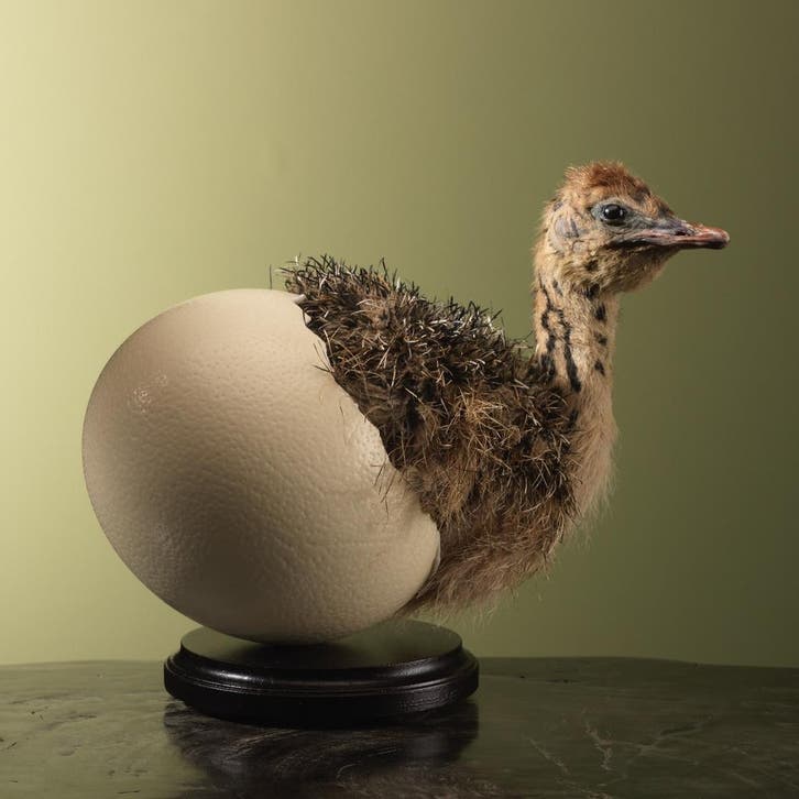 Struisvogel Kuiken in Ei Taxidermie Opgezette Dieren By Max, Collections, Collections Animaux, Enlèvement ou Envoi