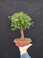 Bonsaï Érable de Bürger (Acer buergerianum) - Hauteur