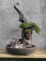 Bonsaï Genévrier (Juniperus) - Hauteur (arbre) : 70 cm -, Antiquités & Art