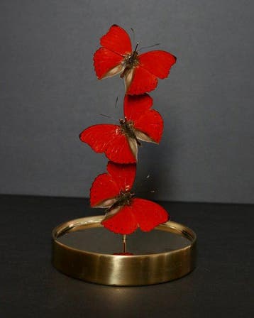 Vlinder Taxidermie volledige montage - Cymothoe sangaris -, Antiek en Kunst