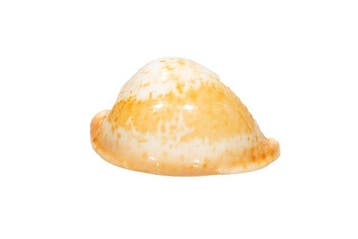 Escargot kauri abricot  Pièce TOP  Escargot de collection, Nieuw