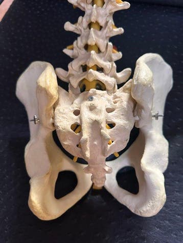 Anatomisch model - medisch PVC - 2000-2010 - Wervelkolom