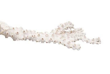 Grote steenkoraal (Astkoraal) – wit, 41 cm breed, in