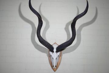 Greater Kudu Schedel - Tragelaphus strepsiceros - 112 cm -, Verzamelen, Nieuw