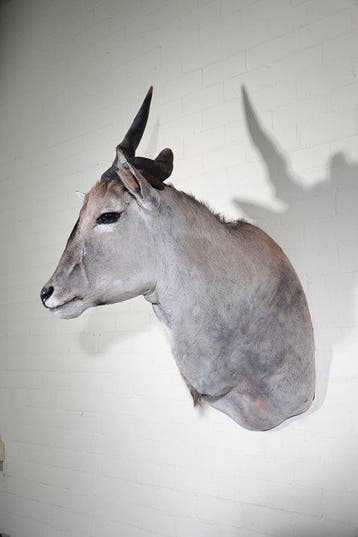 Large Safari head-mount Taxidermie wandmontage - Eland -, Nieuw