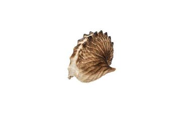 Papierboot- Argonauta hians f. gondola  GEM  ZELDZAME