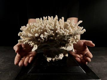 fascinerende vertakking van Acropora-koraal Taxidermie, Verzamelen, Nieuw