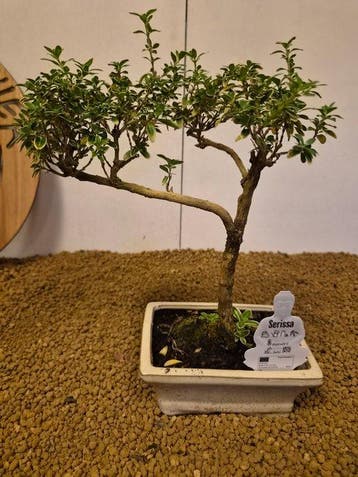 Sneeuwroos bonsai (Serissa foetida) - Hoogte (boom): 26 cm -