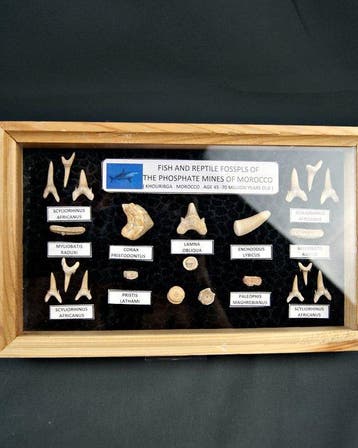 Requin - Dent fossile - 25 cm (Sans prix de réserve)