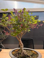 Inconnu - Hauteur (arbre) : 44 cm - Profondeur (arbre) : 30