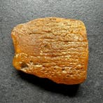 Grote natuurlijke Baltische amber ruwe steen 60,0 gram -