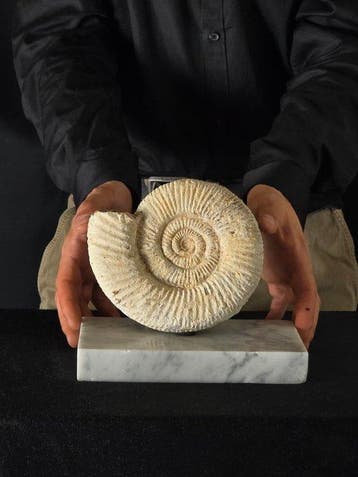 Ammoniet - Gefossiliseerd dier - Ammonite Mmmsu base di