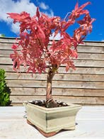 Japanese maple bonsai (Acer palmatum) - Hauteur (arbre) : 23