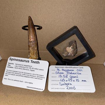 Dinosaurus Tand - HUGE Spinosaurus aegyptiacus tand | 9,0 cm