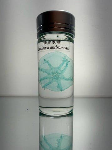 Cassiopea (Geen reserveprijs) Pantser - Cassiopea andromeda