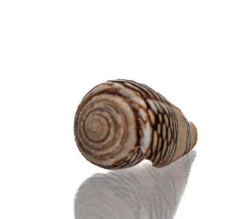 Topkwaliteit Conus mercator 33,5 mm - NGor (Senegal) -