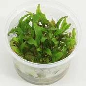 Cryptocoryne Wendtii Green gecko - In vitro, Verzenden, Nieuw