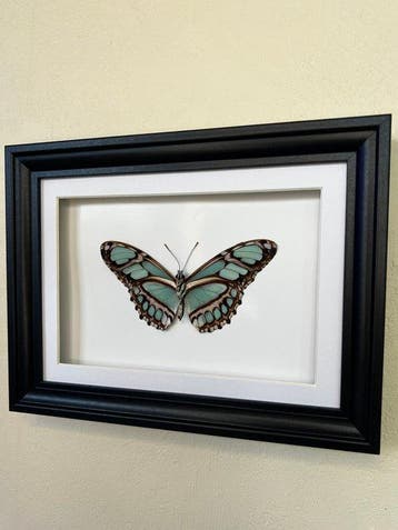 Vlinder Taxidermie volledige montage - Philaethria dido - 18, Nieuw