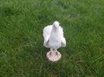 Pigeon domestique Support de corps entier pour taxidermie -