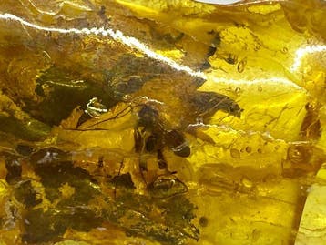 3 pièces authentiques dambre balte avec des insectes