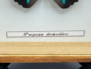 Papillon Support de corps entier pour taxidermie - Prepona