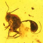 Abeille à trois queues - Ambre - 21.2 mm - 16.4 mm (Sans