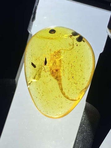 Amber - Barnsteen - Scorpion - 23 mm - 17.7 mm