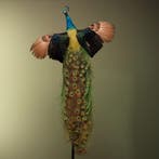 Pauw Vliegend Taxidermie Opgezette Dieren By Max, Ophalen of Verzenden, Opgezet dier