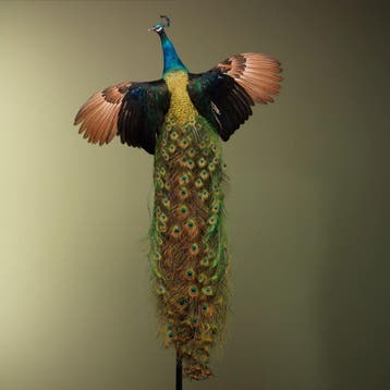 Pauw Vliegend Taxidermie Opgezette Dieren By Max, Ophalen of Verzenden, Opgezet dier