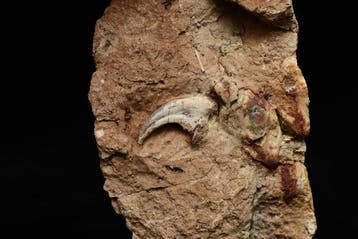 Gefossiliseerde klauw - Dromaeosauridae claw - 11 cm - 5 cm, Verzamelen
